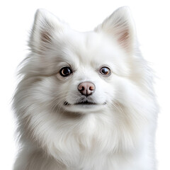 Obraz premium Close-Up of Fluffy White Dog Isolated on White Background