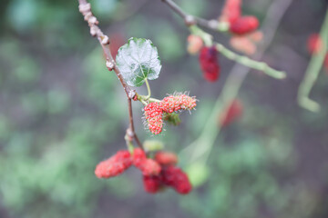 Mulberry fruits are grown on organic farms in Myanmar. Morus Alba, Murbei, Kertau, Besaran. This...