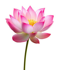Lotus Flower Isolated on Transparent Background PNG
