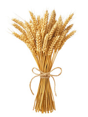 Wheat Ear Stalk Bundle Tied Isolated on Transparent Background PNG
