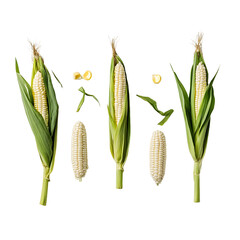 Fresh Ear of Corn Isolated on White Background for Food and Agriculture Concepts