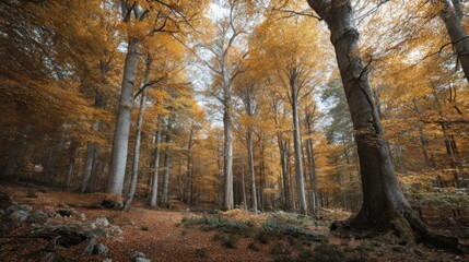 Fototapeta premium Enchanting Autumnal Forest with Golden Leaves and Towering Tree Trunks