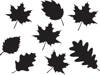 Autumn leaves set vector illustration white background
