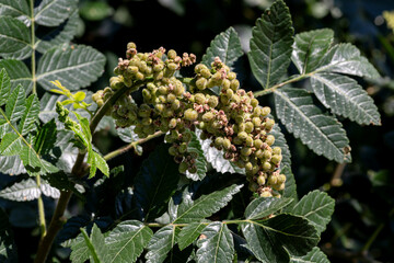 A useful plant (Rhus coriaria) with ripening bunches grows in the forest
