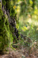 Green moss growing on tree bark in sunlit forest with bokeh background