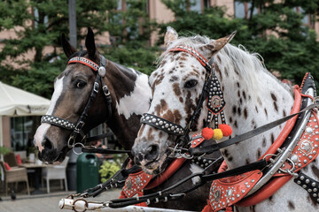 Portrait of two beautiful carriage horses, pinto and appaloosa, in Kraków, Poland. Concept of...