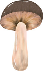 Mushroom stands tall with distinctive cap and stem in a natural setting during a serene afternoon