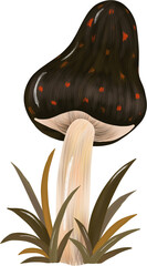 Mushroom grows in a secluded meadow, showcasing its rich colors and unique shape beneath the gentle afternoon light