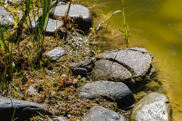 Shallow, clear pond surrounded by lush green vegetation and grasses. Frog rests on rocks and grass near water source, blending into natural surroundings with pipe in background.