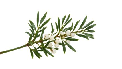Yew branch with white berries isolated on isolated background closeup botanical detail