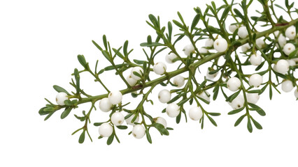 Closeup of green sprig with white berries on isolated isolated background