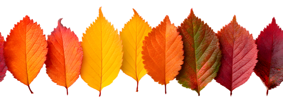 autumn leaves on white background