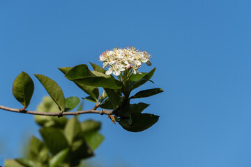 Branch Black Chokeberry (Aronia melanocarpa) with green leaves and cluster of small white flowers against clear blue sky. Flowers are in full bloom, creating serene and natural scene.