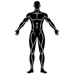 Fototapeta premium human body anatomy