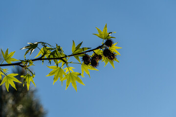 Branch liquidambar styraciflua or American sweetgum with vibrant green leaves against clear blue sky. Branch also features several spiky seed pods, adding touch of natural detail to scene.