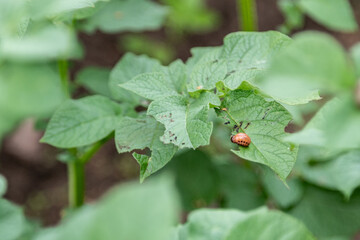 Colorado potato beetle larva on damaged potato leaves in garden closeup