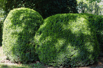 Well-manicured hedge from shrubs boxwood  in garden setting. Shrubs boxwood  that are neatly trimmed into rounded shapes. Sunlight filters through leaves, casting gentle shadows on ground.