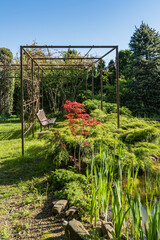Quiet garden with metal pergola with bench, surrounded by lush greenery. Japanese maple Acer Palmatum with bright red foliage grows on bank of small pond in foreground.