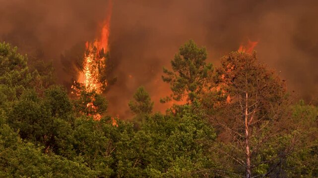 A raging, uncontrollable forest fire devours large trees like matches.