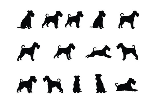 Miniature schnauzer dog silhouettes in various poses black