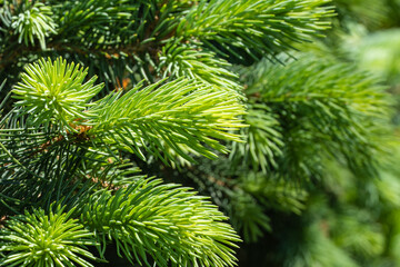 Close-up of bright golden young shoots of blue spruce Picea pungens with blue needles. Nature concept for design. Place for your text. Selective focus. Christmas concept.