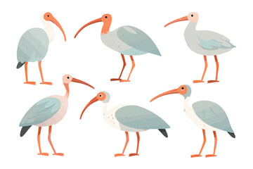 Ibis Illustration Set: A charming illustration presents a set of ibises, each meticulously designed, with a focus on their distinctive long, curved bills and elegant plumage.