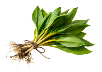 A bunch of fresh wild garlic tied with twine on a isolated on transparent background
