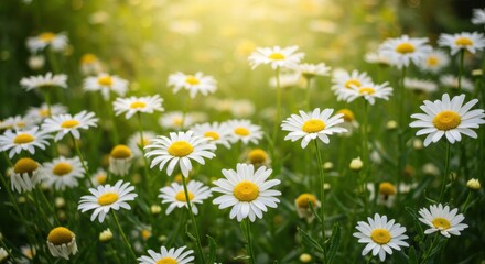 Fototapeta premium Field of Blooming White Daisies with Yellow Centers in Soft Focus Garden Light 