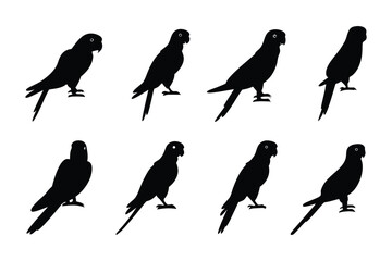 Parrot Silhouette Collection: A series of sleek, minimalist silhouettes of parrots, creating a sense of elegant simplicity and graphic design.
