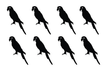 Parrot Silhouette Pattern: A striking pattern showcases multiple parrot silhouettes. The stark contrast between the dark forms and the background creates a captivating design.