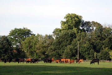 Obraz premium Kuhherde