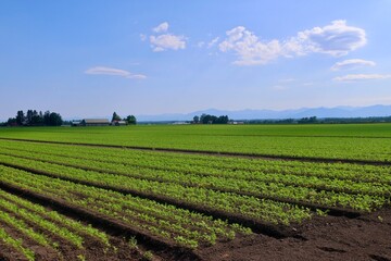 ニンジン畑・北の大地（北海道・帯広市）