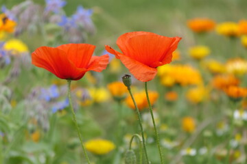 Naklejka premium Sommerblumen