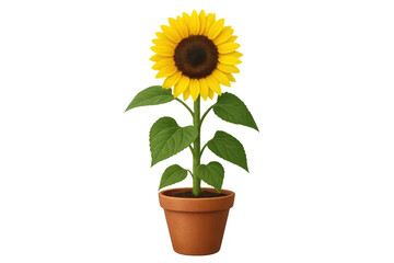 Obraz premium Sunflower blooming in terracotta planter, yellow petals spreading, verdant foliage standing out on clean white backdrop