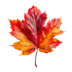 Fototapeta premium Vibrant autumn leaf, rich in reds and oranges