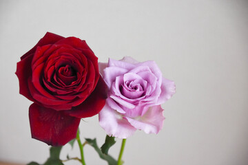 赤と紫のばら