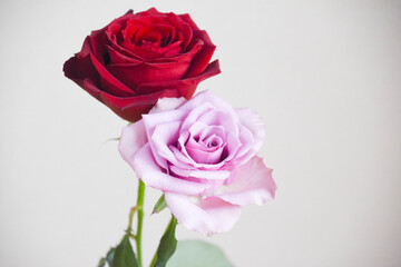 赤と紫のばら