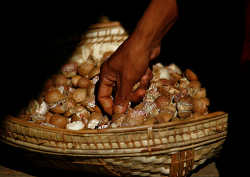 Betel nuts, Bagan, Myanmar