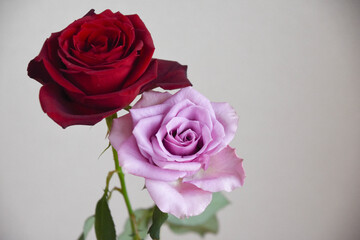赤と紫のばら
