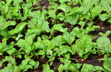 Young Beet Plants Growing in Garden close up organic