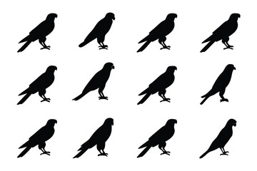 Peregrine Falcon Silhouettes: A grid showcases the silhouette of a majestic peregrine falcon, a symbol of power and precision, its form repeated to emphasize strength and grace.