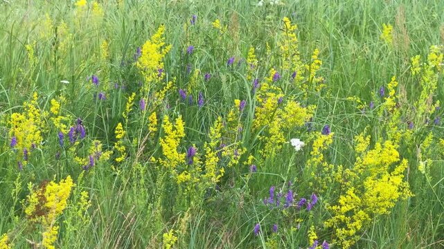 Stunning 4K video footage of a vibrant mix of yellow Lady's Bedstraw and purple Tufted Vetch wildflowers blooming in a lush green summer meadow. A bumblebee pollinates one of the flowers.