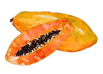 Papaya png clipart, fruit drawing on transparent background