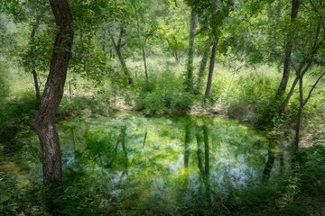 Obraz premium Tranquil woodland pool, lush greenery, mirrored reflections