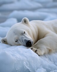 Arctic bear resting on ice