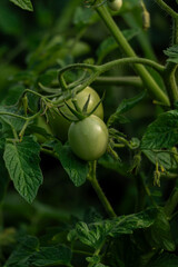 Unripe green tomatoes on vine, vertical