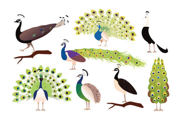 Peacock Variety Illustration: A vibrant and artistic illustration showcasing a collection of peacocks, each boasting unique colors and patterns.