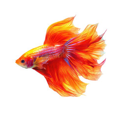 Fototapeta premium Vibrant orange and red betta fish