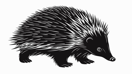Illustration of a black echidna with white spines walking on a white background in vector format silhouette