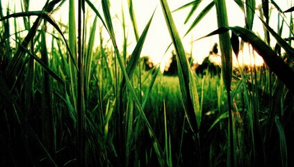 Lush green grass blades at sunset, viewed through other blades